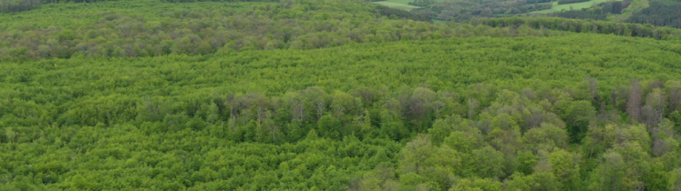 Une forêt